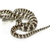 Carpet Pythons - Image 3