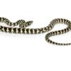 Carpet Pythons - Image 2