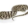Carpet Pythons - Image 4