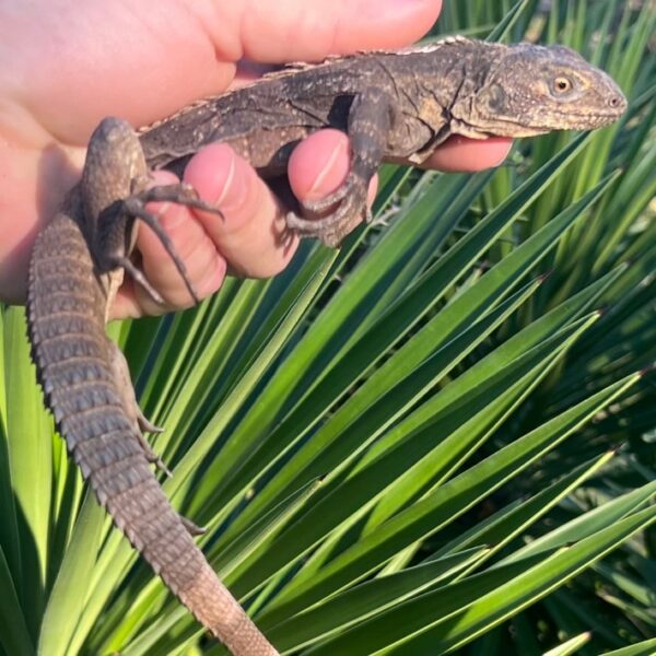 Ctenosaura Melanosterna