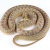 Dasypeltis snake - Image 2