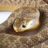 Dasypeltis snake - Image 3