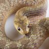 Dasypeltis snake