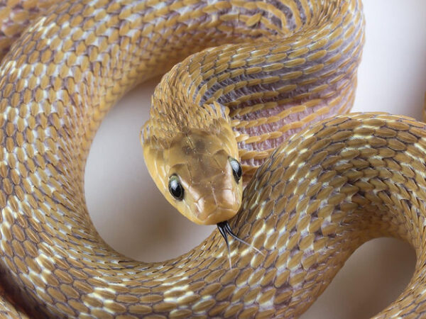 Dasypeltis snake