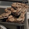 Dwarf Boa