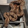 Dwarf Boa - Image 2