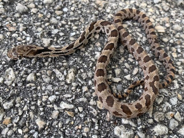 Eastern fox snake