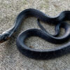 Eastern indigo snake