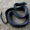 Eastern indigo snake - Image 2