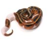 Female Adult Ball Python - Image 2