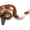 Female Adult Ball Python