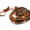 Female Adult Ball Python - Image 3