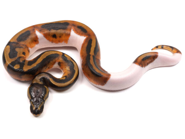 Female Adult Ball Python