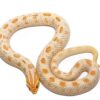 Female hognose snakes - Image 2