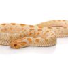 Female hognose snakes