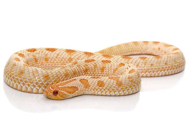 Female hognose snakes