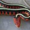 Garter Snakes - Image 4