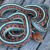 Garter Snakes - Image 5
