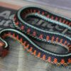 Garter Snakes - Image 2
