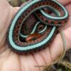 Garter Snakes - Image 6