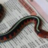 Garter Snakes - Image 7