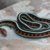 Garter Snakes - Image 8