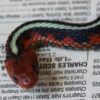 Garter Snakes - Image 9