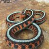 Garter Snakes - Image 11