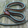 Garter Snakes