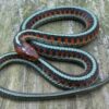 Garter Snakes - Image 12