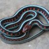 Garter Snakes - Image 13