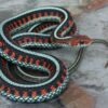 Garter Snakes - Image 14