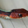 Garter Snakes - Image 15