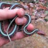 Garter Snakes - Image 16