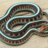 Garter Snakes - Image 17