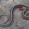 Garter Snakes - Image 18