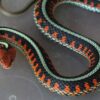 Garter Snakes - Image 19