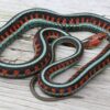 Garter Snakes - Image 20