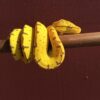 Green tree python - Image 2