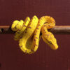Green tree python