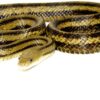 Greenish Rat Snake - Image 2