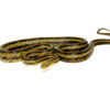 Greenish Rat Snake