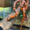 Honduran Milk Snake