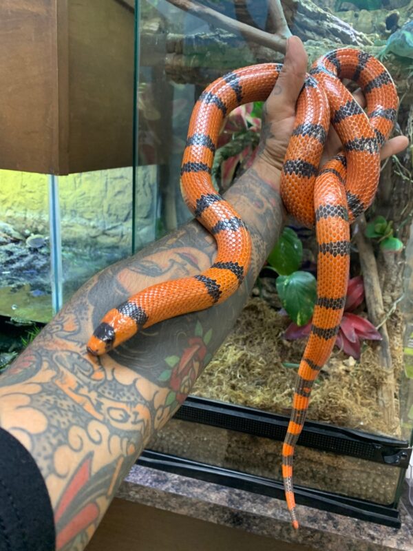 Honduran Milk Snake