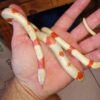 Honduran Milk Snake - Image 9