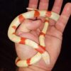 Honduran Milk Snake - Image 8