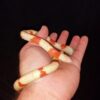 Honduran Milk Snake - Image 7
