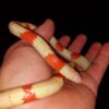 Honduran Milk Snake - Image 6
