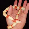 Honduran Milk Snake - Image 2