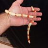 Honduran Milk Snake - Image 3
